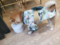 -猫色咖啡·猫咖