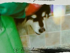 -佳雯宠物医院(四明中路分院)