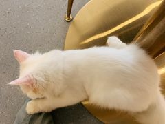 -飞行喵MR PILOT|猫舍·猫咖(静安大融城店)