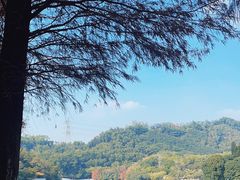 -深圳仙湖植物园