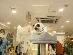 -共舞时光猫咖·狗咖(新街口店)