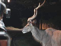 -清迈夜间动物园