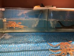 -隐炉和牛烧肉店(群力店)