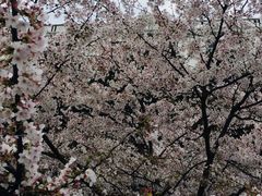 -武汉大学-樱园