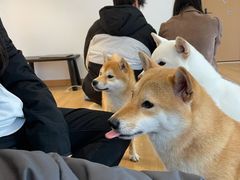 -南京Hallo宠物乐园·哈罗犬舍·柴犬繁育基地