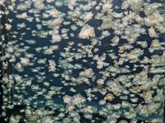 -太平洋海底世界