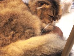 -共舞时光猫咖·狗咖(新街口店)