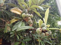 -孙家面馆(小康城店)