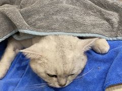 -凯特喵百思猫专科医院