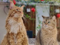 -喵屿·大理花园猫咖