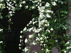 -老门东历史文化街区