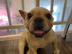 -柯斗斗主题餐厅·狗咖·围炉煮茶·茶饮(国瑞升平里店)