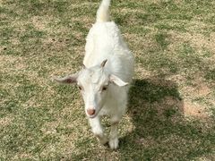 -合肥滨湖国家森林公园