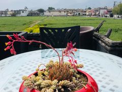 -喜林苑·稻田餐厅(品相府店)