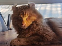 -猫小院猫主题咖啡厅(北锣店)