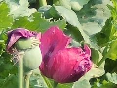 -国家植物园南园