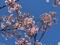 -新江湾城公园
