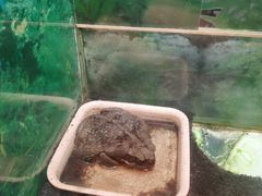 -上海大自然野生昆虫馆