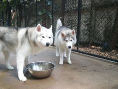 -TrueLove @ Neverland (Husky Cafe)