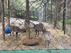 -青藏高原野生动物园