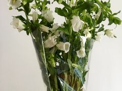 -循礼门鲜花花市(武汉循礼门店)