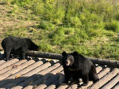 -黑瞎子岛探秘野熊园