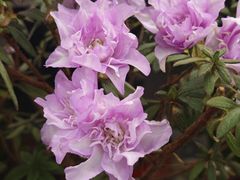 -溪岸路花鸟市场