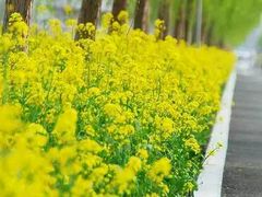 -兰陵国家农业公园