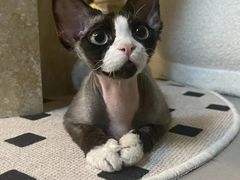 -山宅一喵德文卷毛猫舍