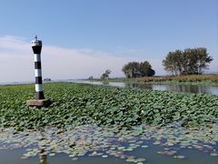 -微山湖红荷湿地景区