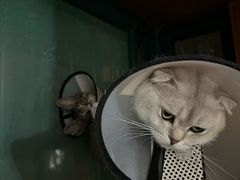 -爱佳宠物中心医院24H·CT·骨外科·猫专科(瑶海万达店)