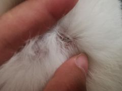 -宠爱国际动物医院·消化内科·心肾内科·ISFM猫友好(望京店)
