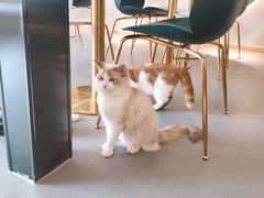 -飞行喵MR PILOT|猫舍·猫咖(静安大融城店)