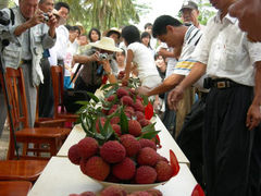 -从化深英荔枝黄皮龙眼采摘园