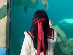 -广东惠东海龟国家级自然保护区