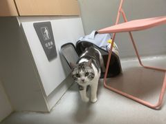 -谐和益家动物医院·免疫绝育·血液透析·宠保定点医院(高新伊藤分院)