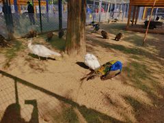 -长白岛森林公园