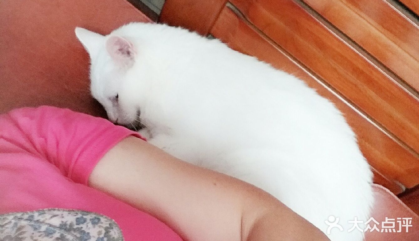 👩我家主子🐱🐱的日常👍👍