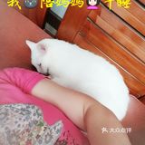 👩我家主子🐱🐱的日常👍👍