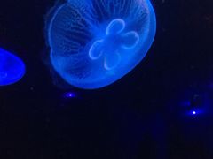 -锦艺城海洋馆