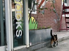 -野狗商店(瑞光店)
