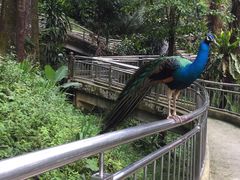 -吉隆坡雀鸟公园
