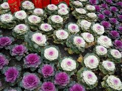 -西湖外事游船(花港观鱼码头)