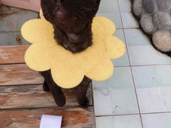 -喵屿·大理花园猫咖