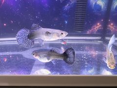 -青石桥花鸟鱼虫市场(叠翠城店)