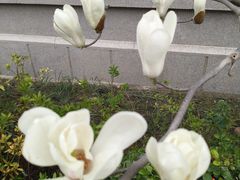 -上海市控江中学