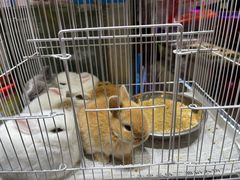 -双季花艺园艺市场(浦东店)