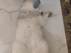 -创凡宠物医院·骨专科  猫科中心(西乡分院)