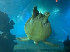 -海棠湾洲际-涛·海底餐厅·龙虾牛排·美人鱼