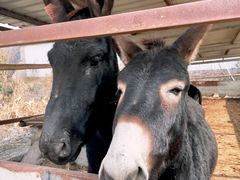 -元鼎宝驴香·全驴宴(江宁店)